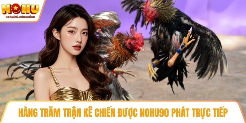 Hàng trăm trận kê chiến được NOHU90 phát trực tiếp
